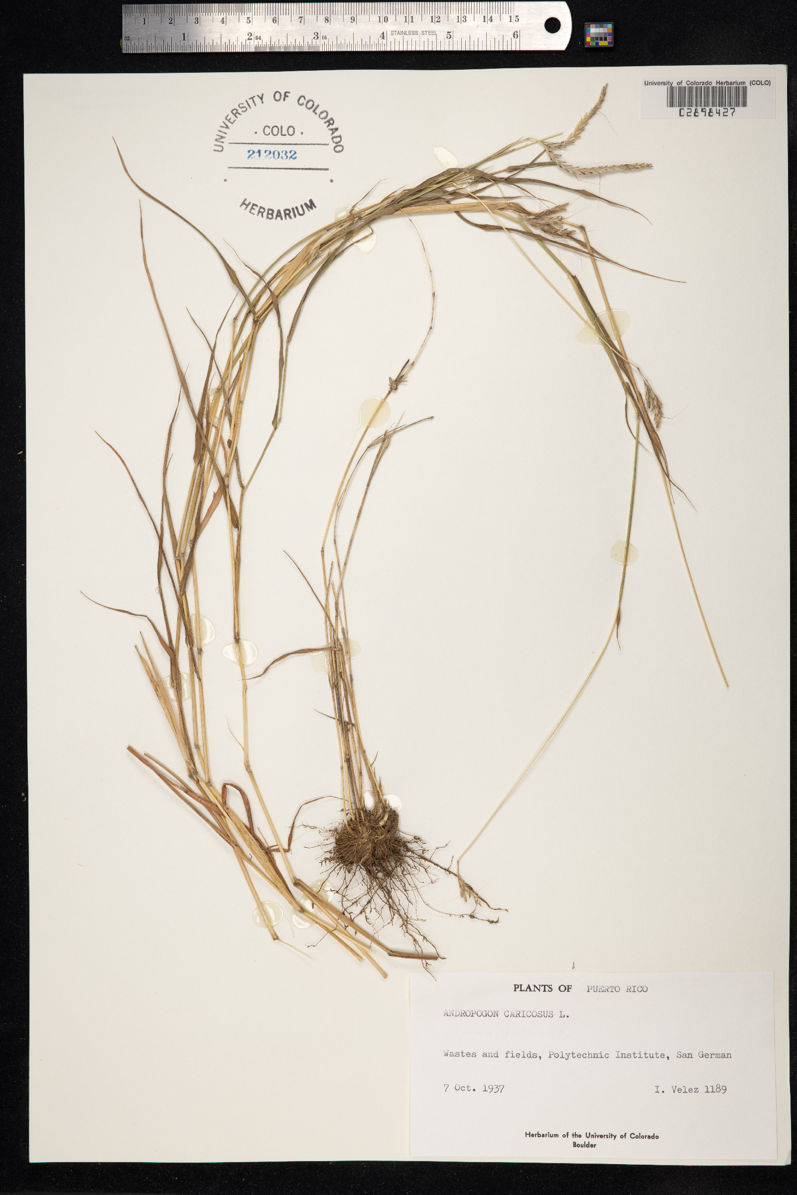 Dichanthium caricosum image