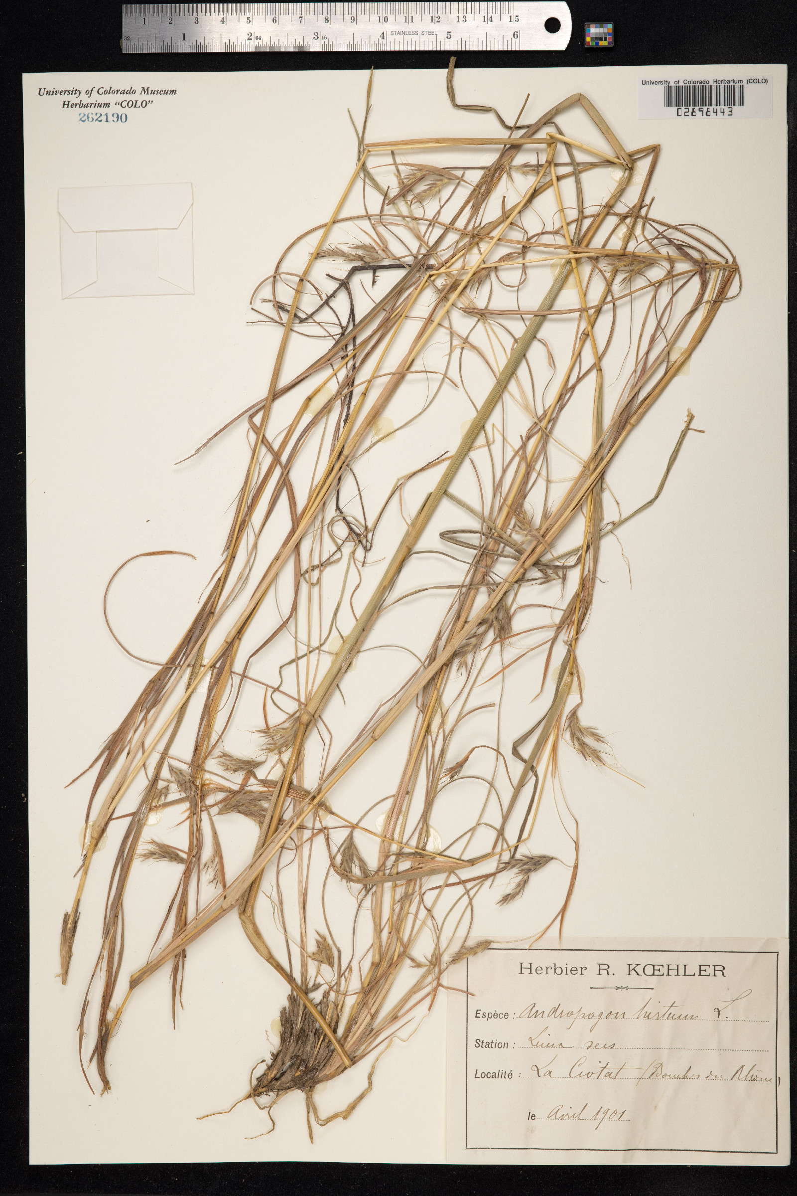 Andropogon hirtus image