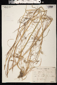 Andropogon hirtus image