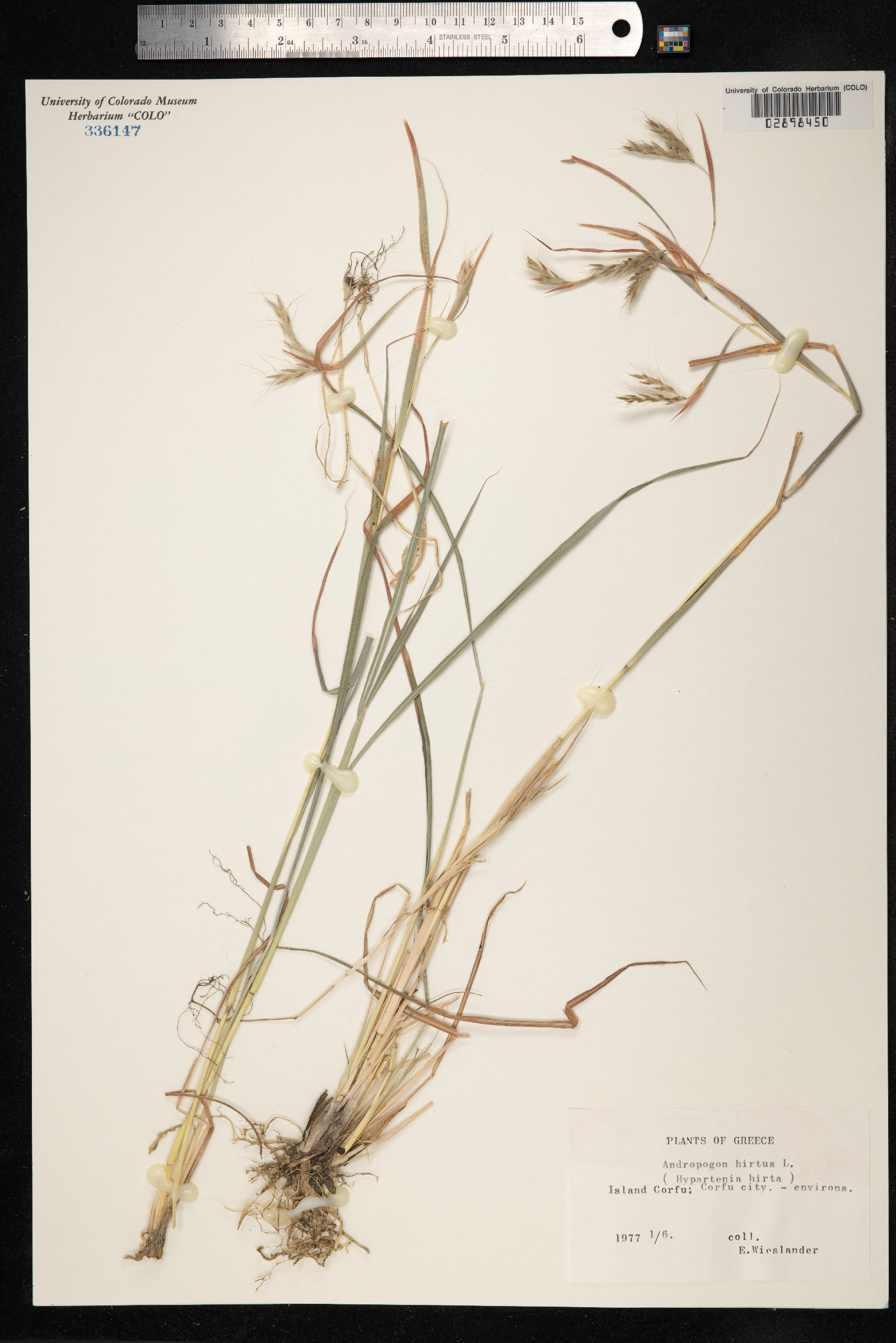 Andropogon hirtus image