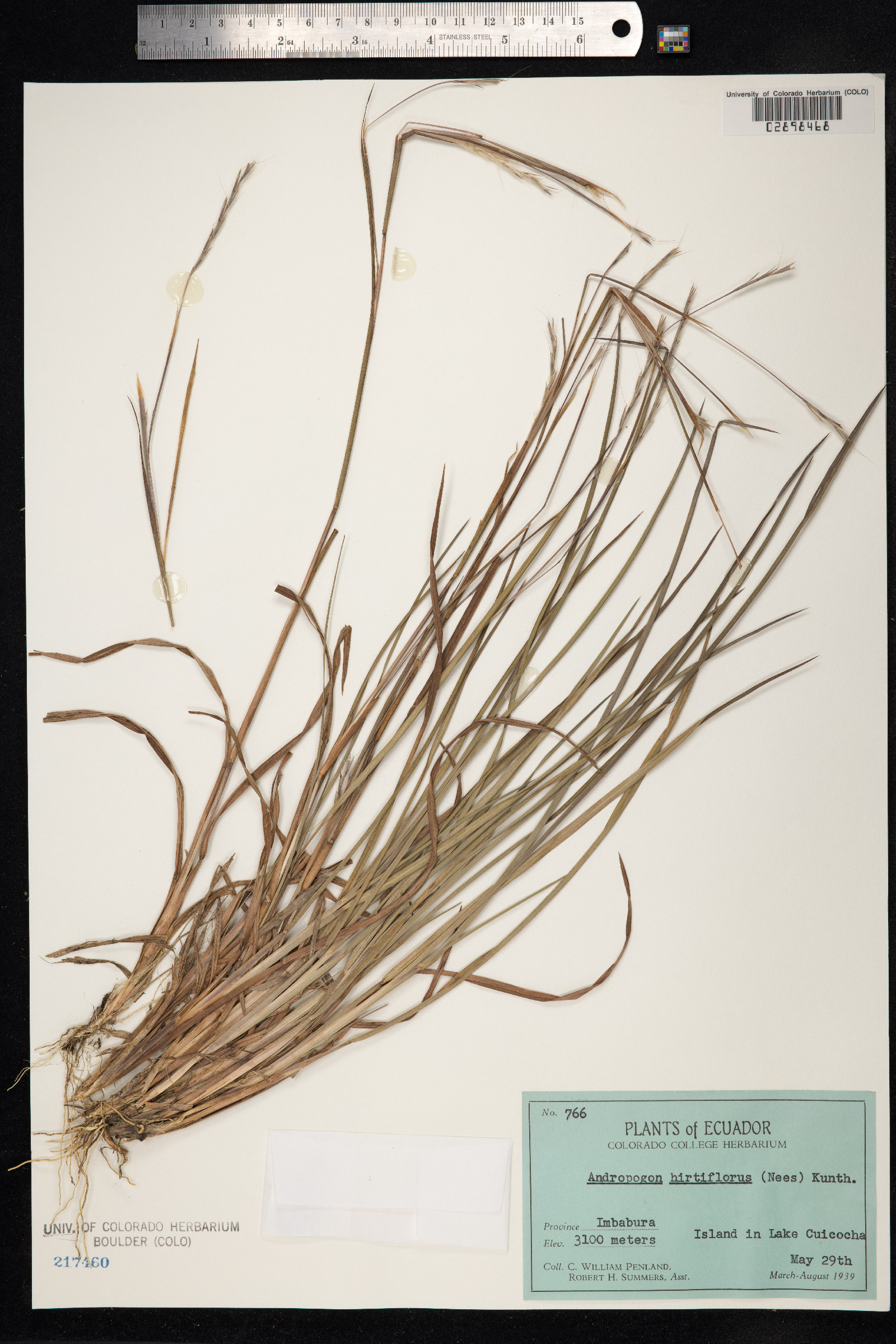 Schizachyrium sanguineum image