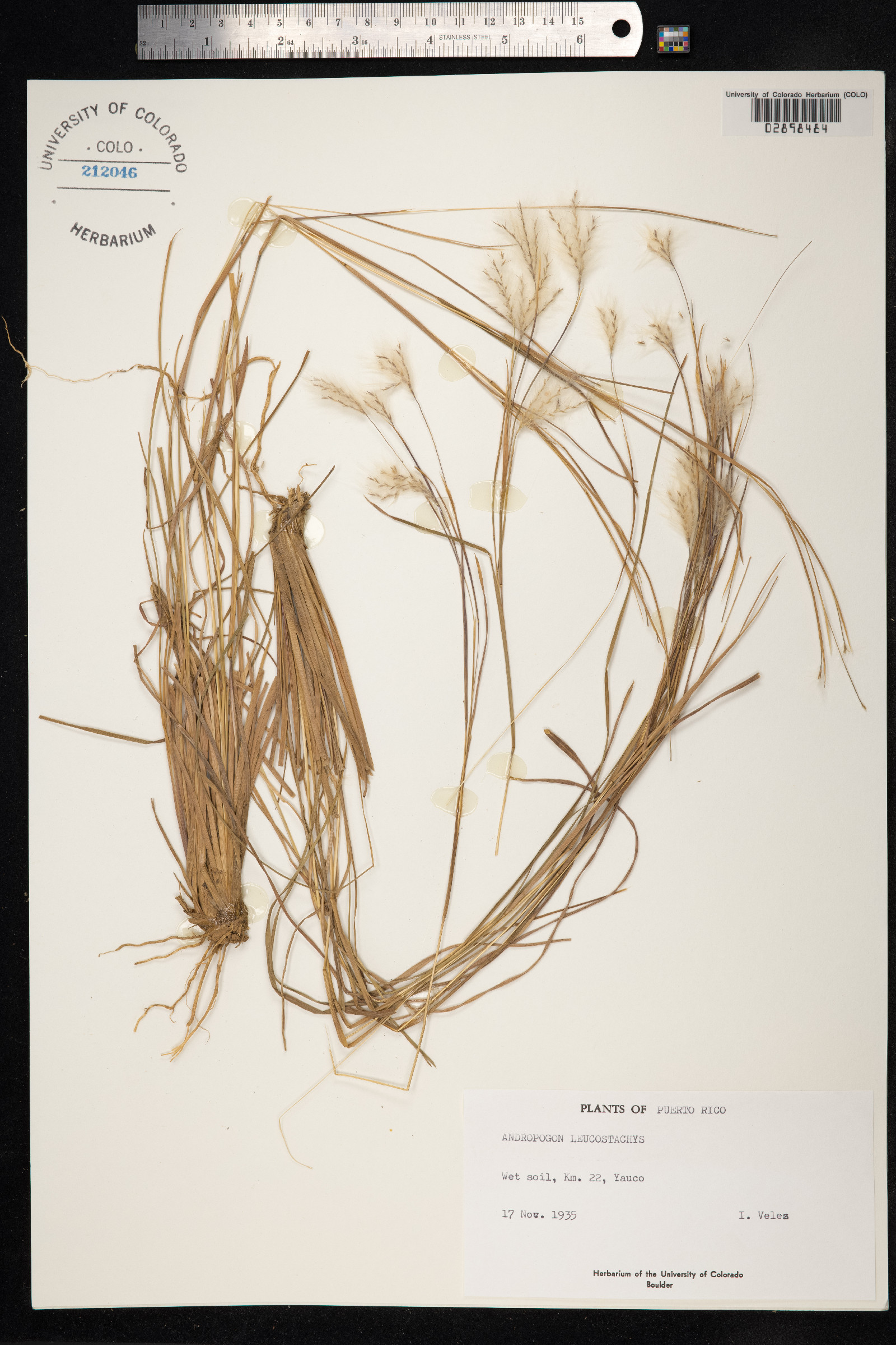 Andropogon leucostachyus image