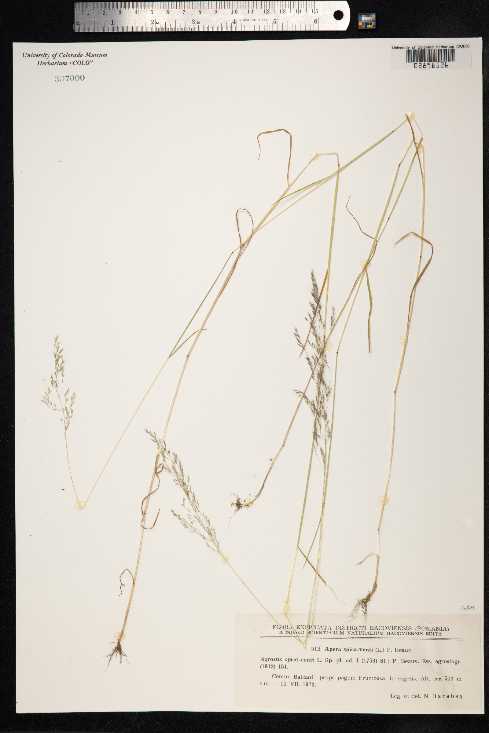 Apera spica-venti image