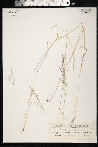 Image of Apera spica-venti