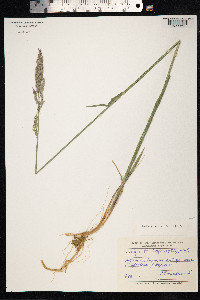 Arctagrostis latifolia image