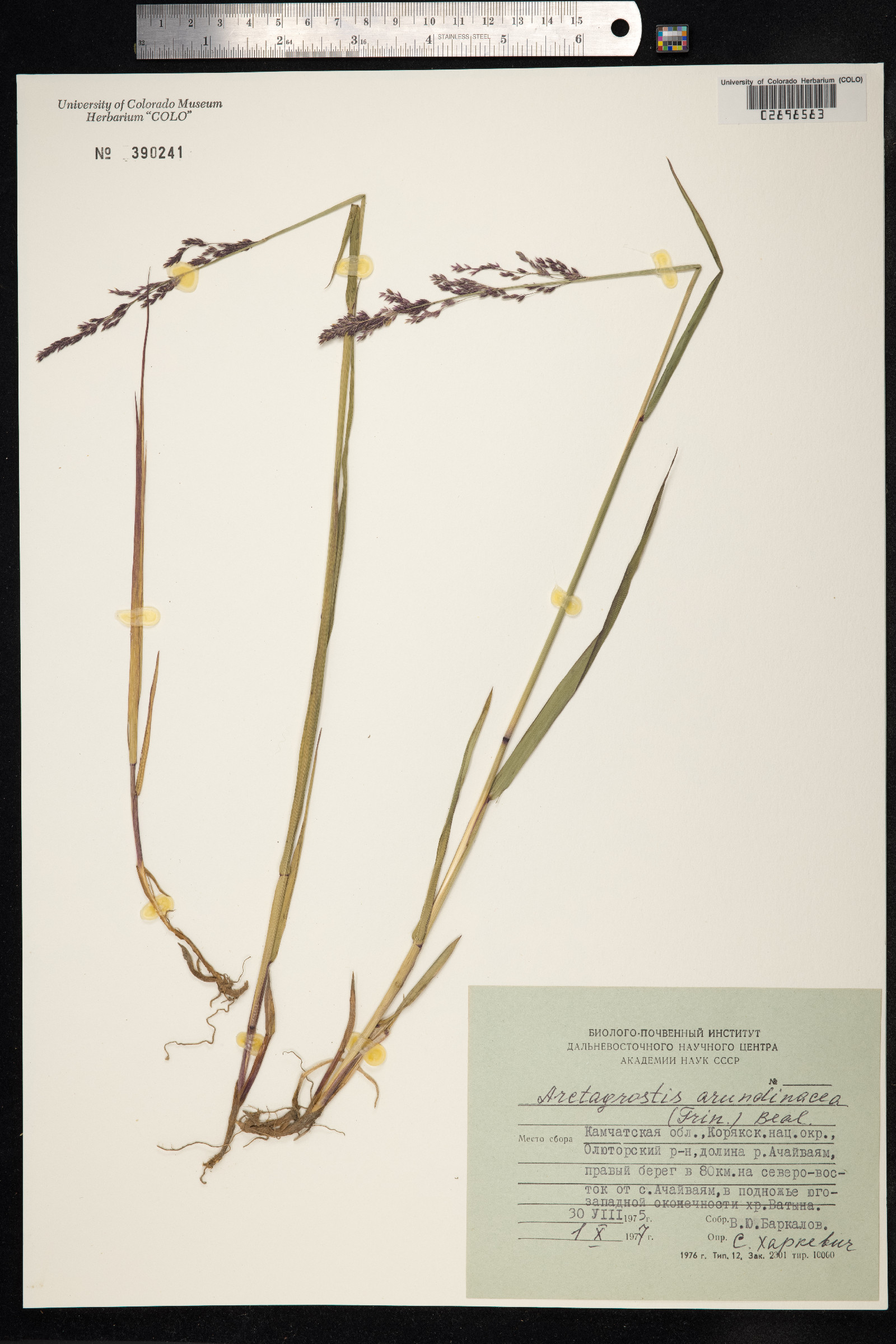 Arctagrostis latifolia image
