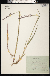 Arctagrostis latifolia image