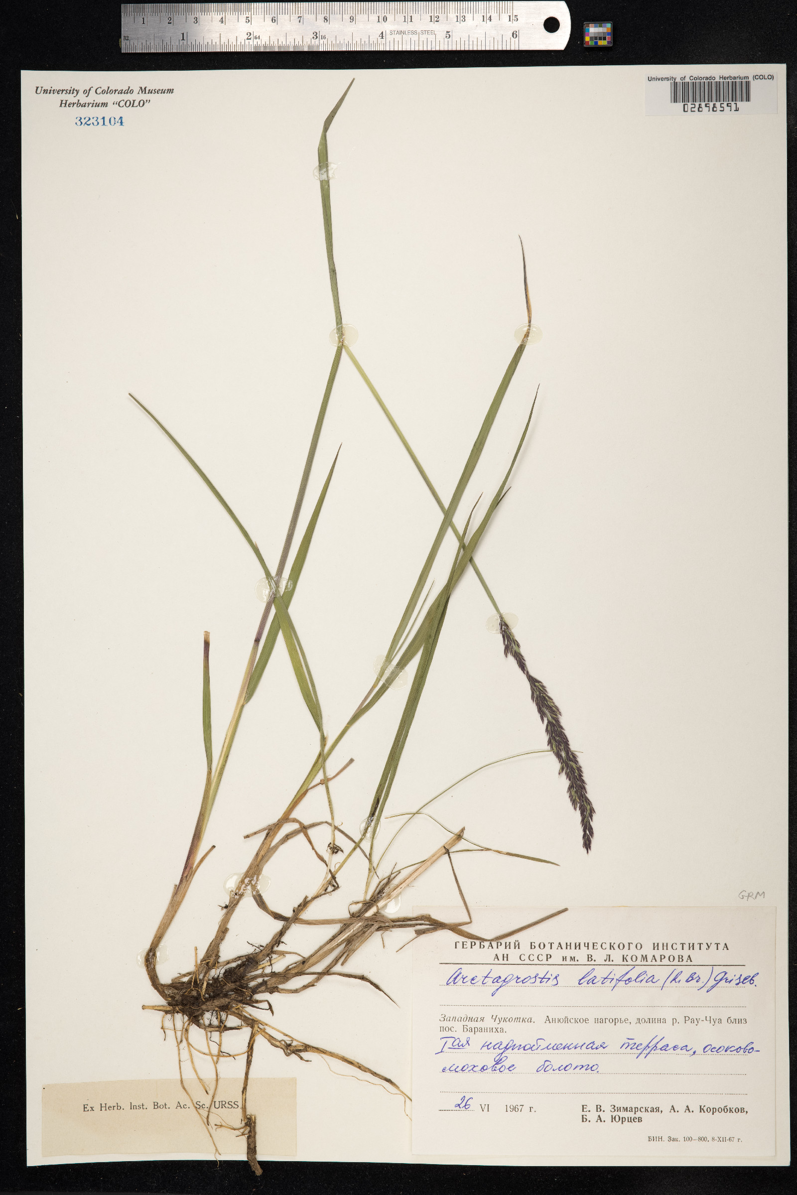 Arctagrostis latifolia image
