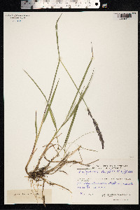 Arctagrostis latifolia image