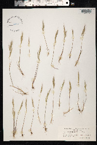 Apera interrupta image