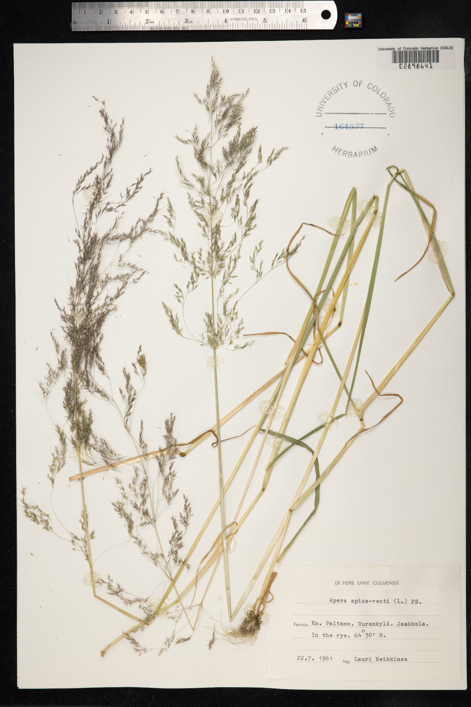 Apera spica-venti image