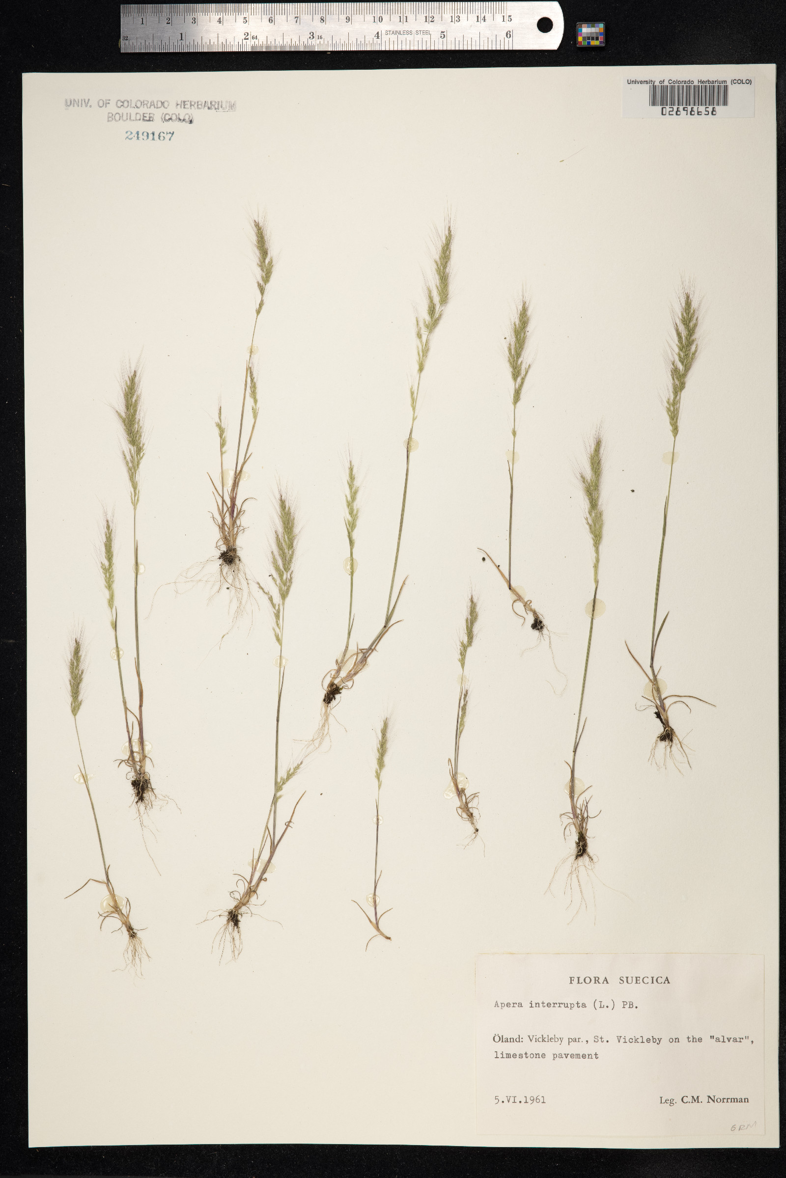 Apera interrupta image