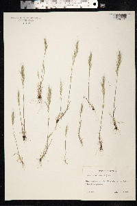 Apera interrupta image