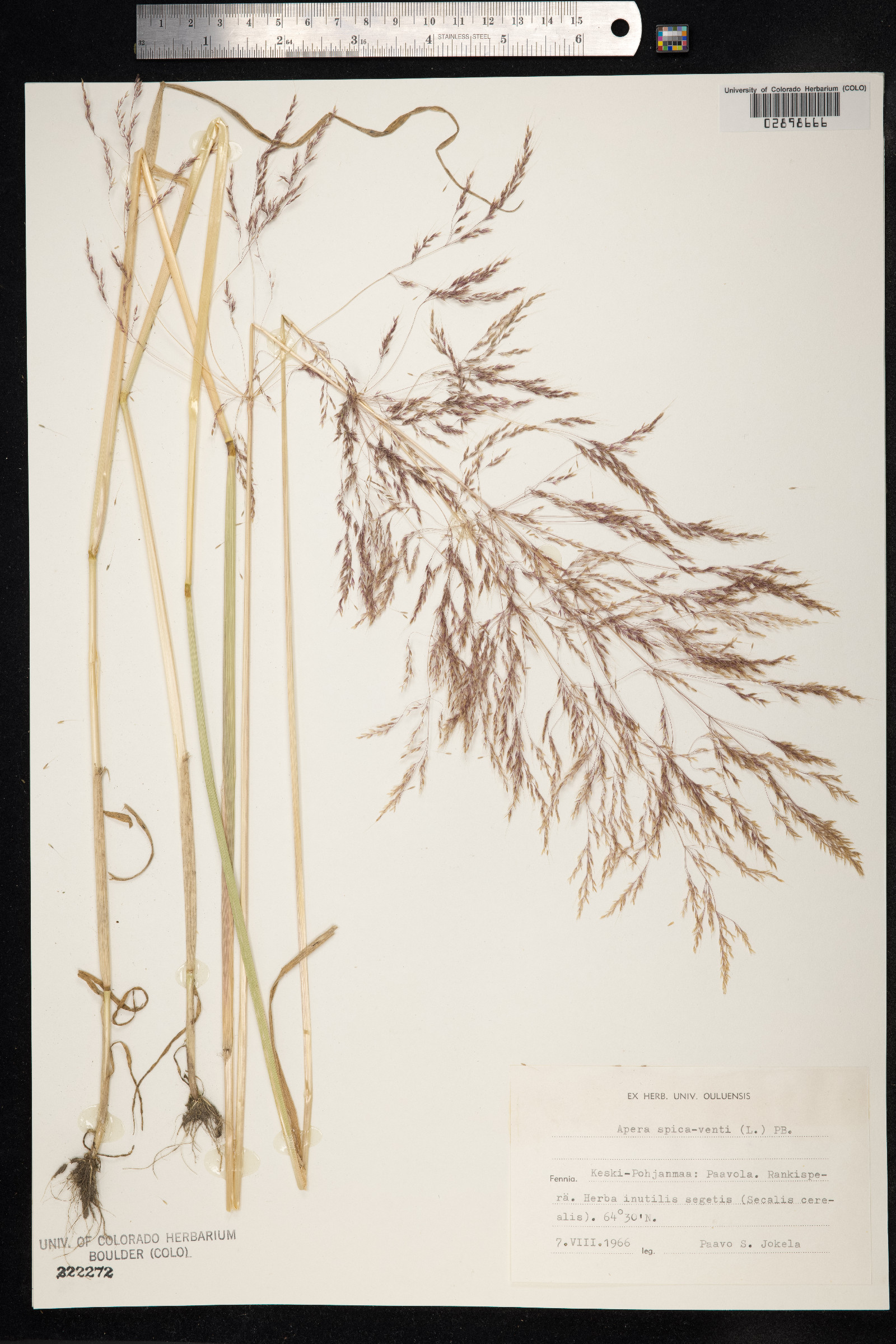 Apera spica-venti image