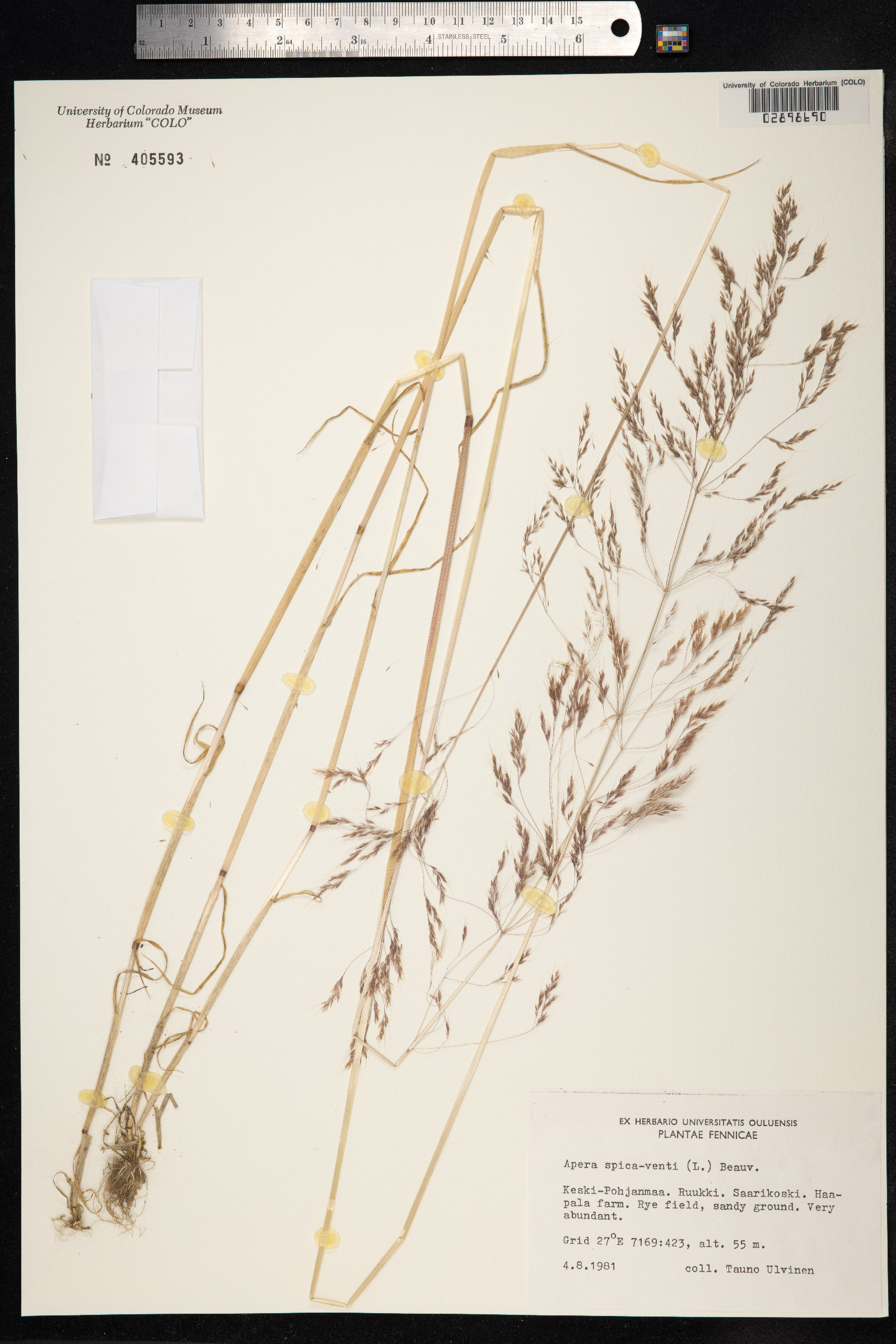 Apera spica-venti image
