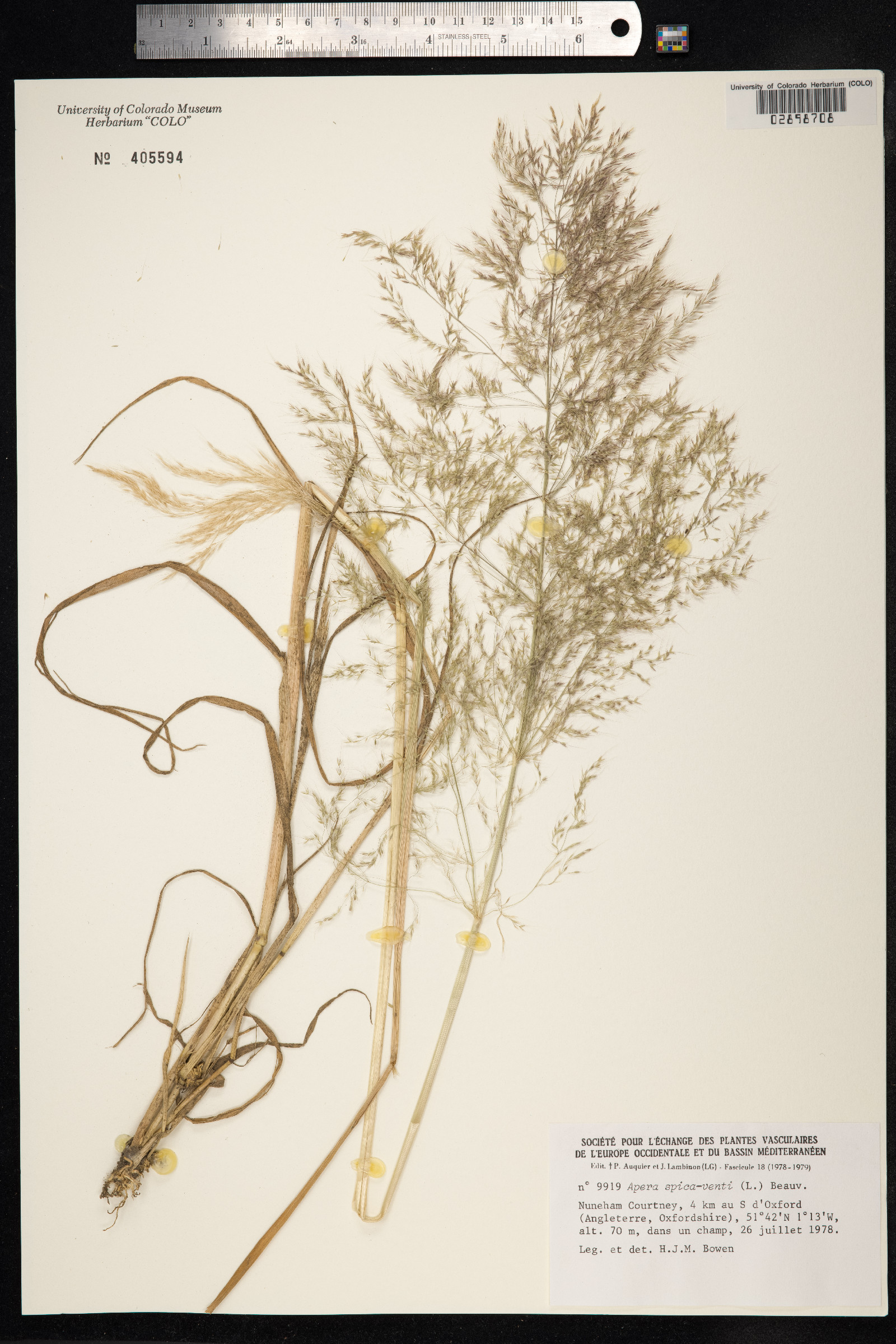 Apera spica-venti image