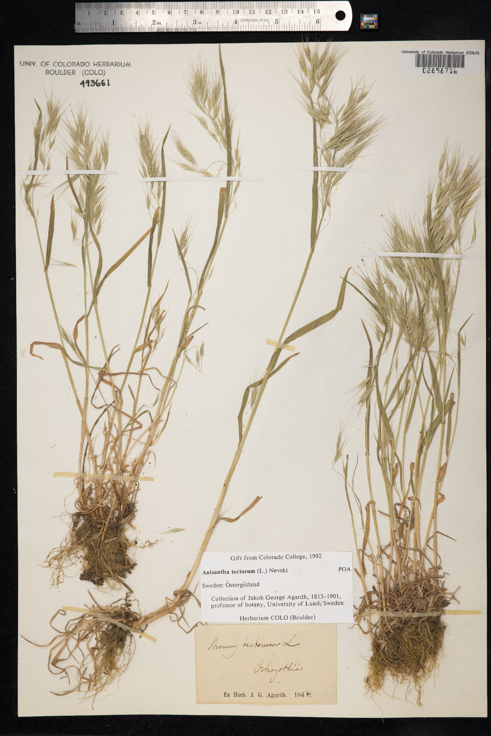 Bromus tectorum image