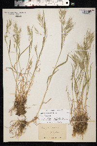 Bromus tectorum image