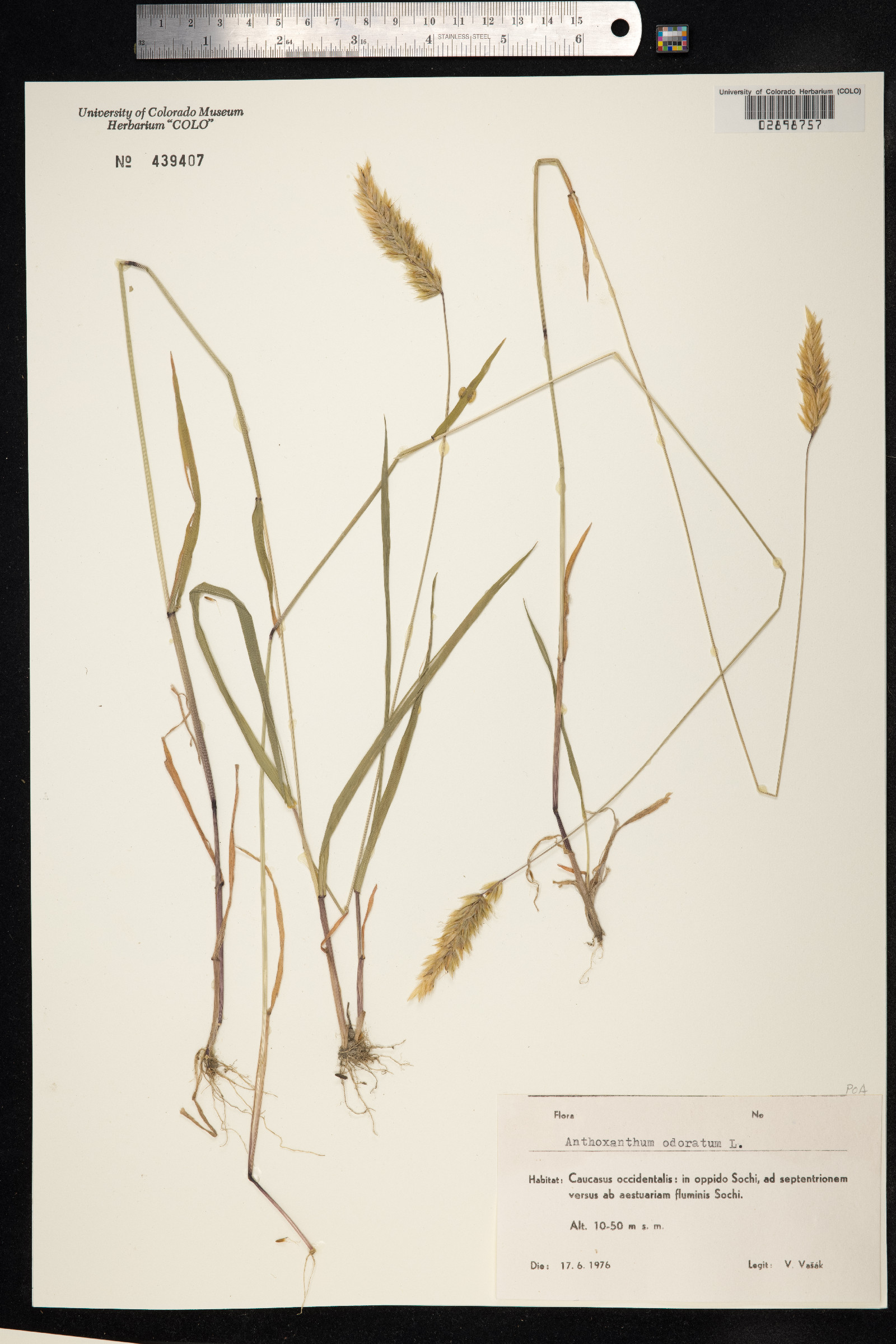 Anthoxanthum odoratum image