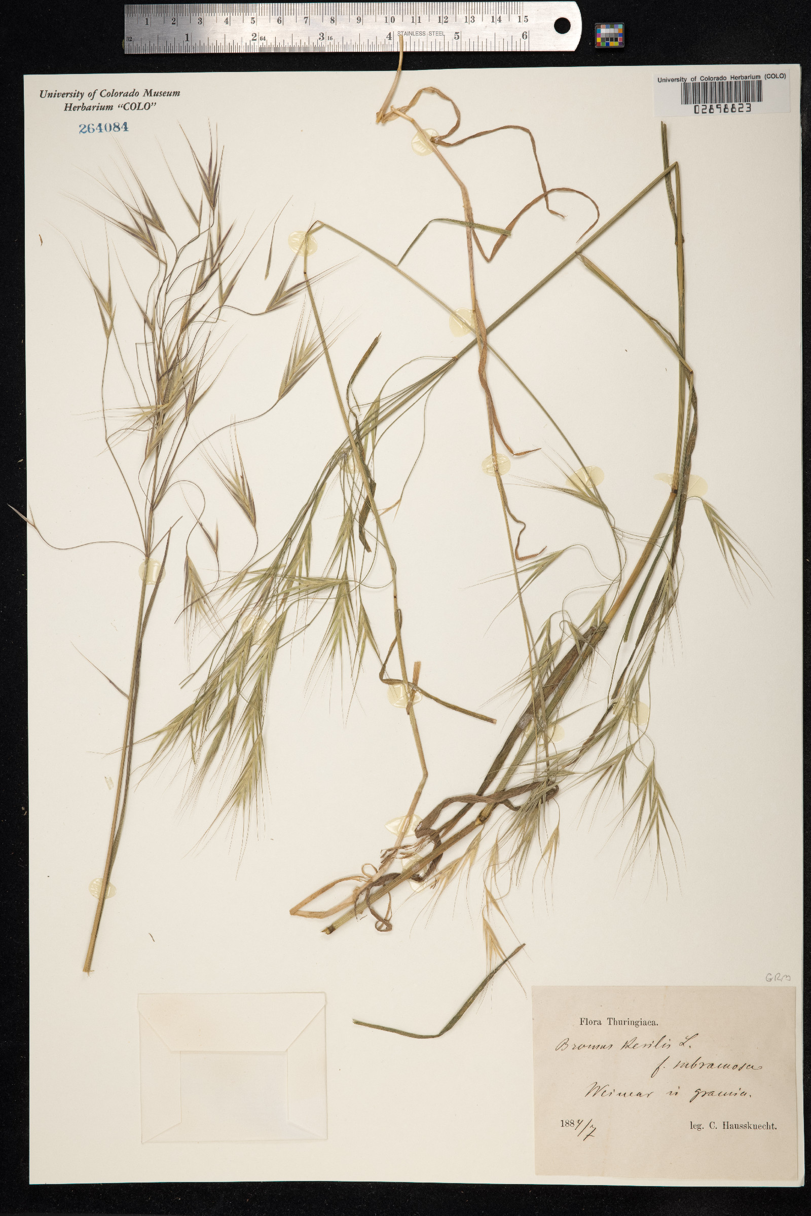 Bromus sterilis image