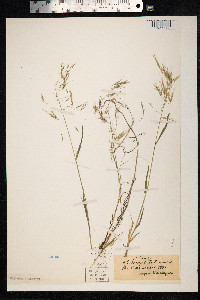Bromus tectorum image