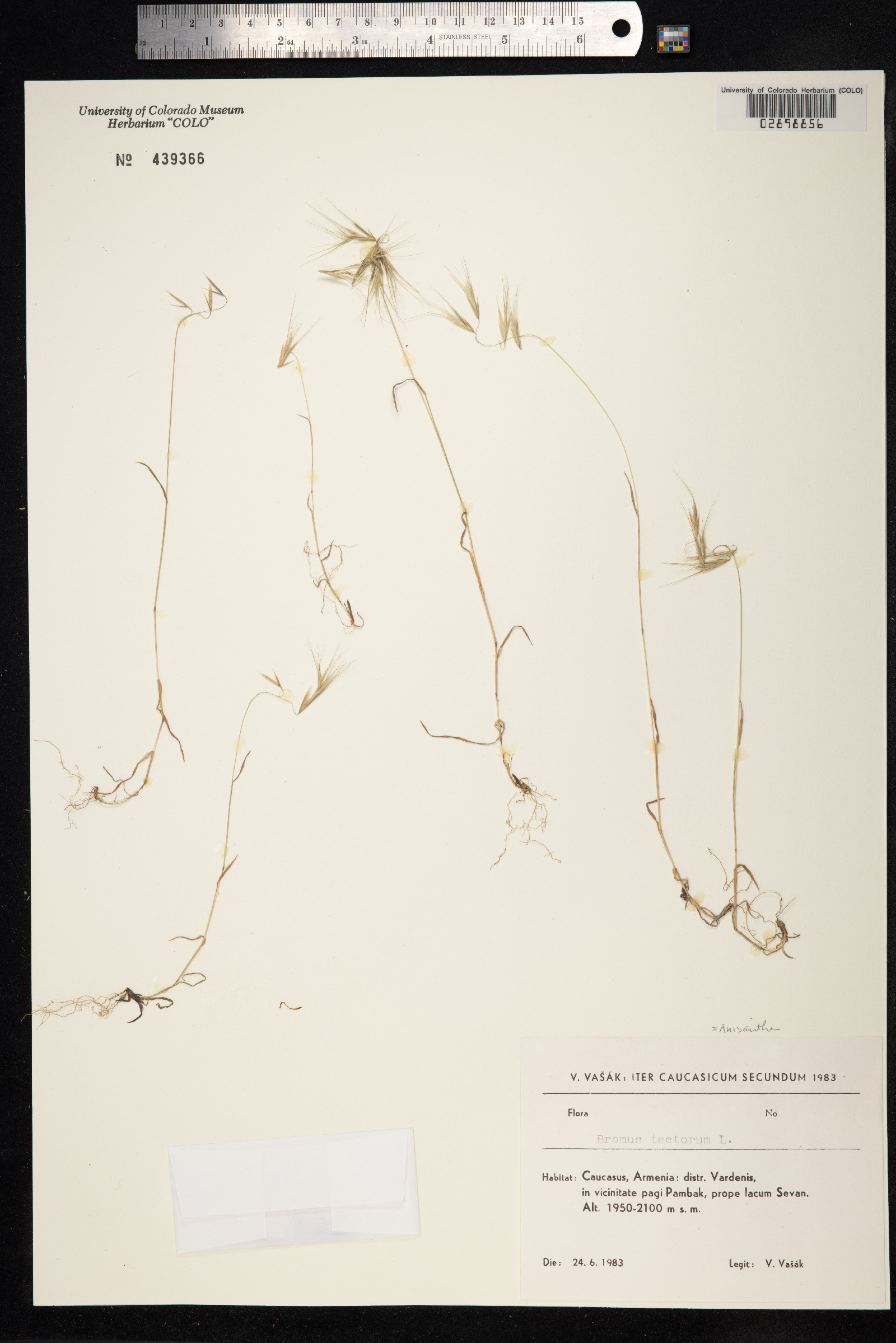 Bromus tectorum image