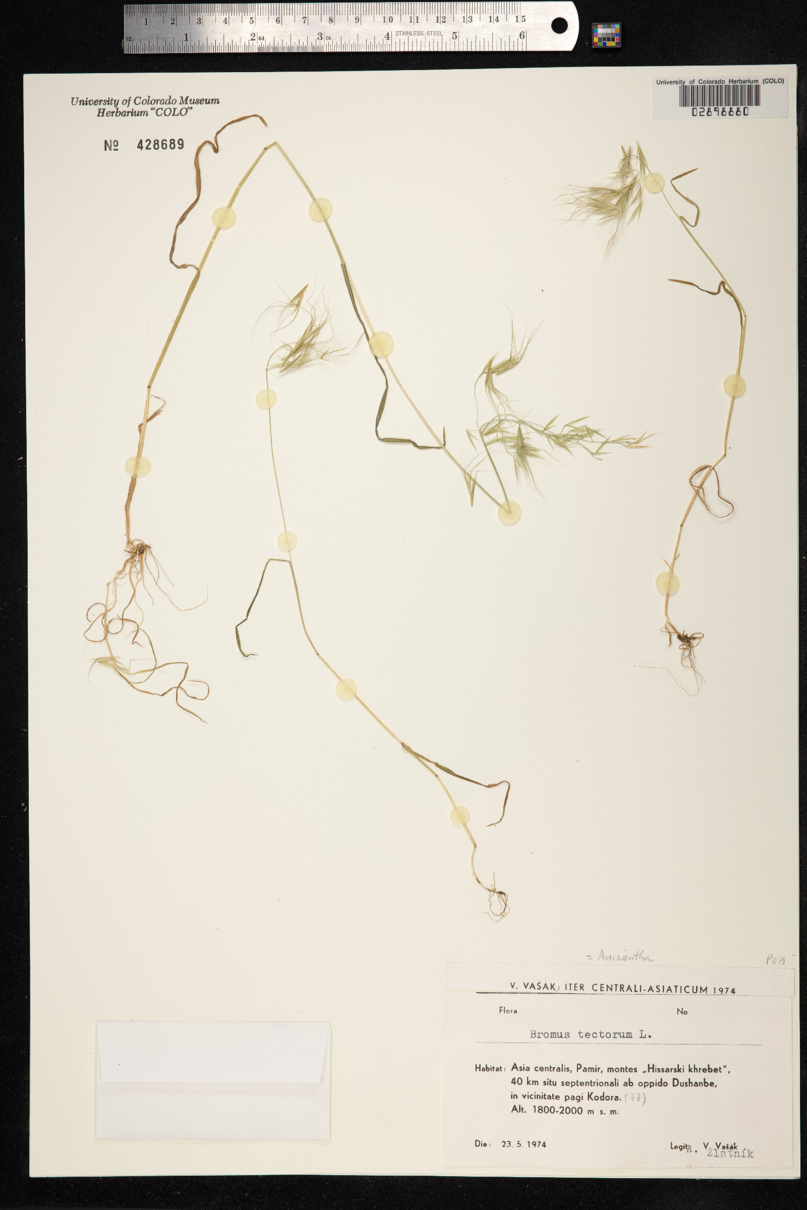 Bromus tectorum image