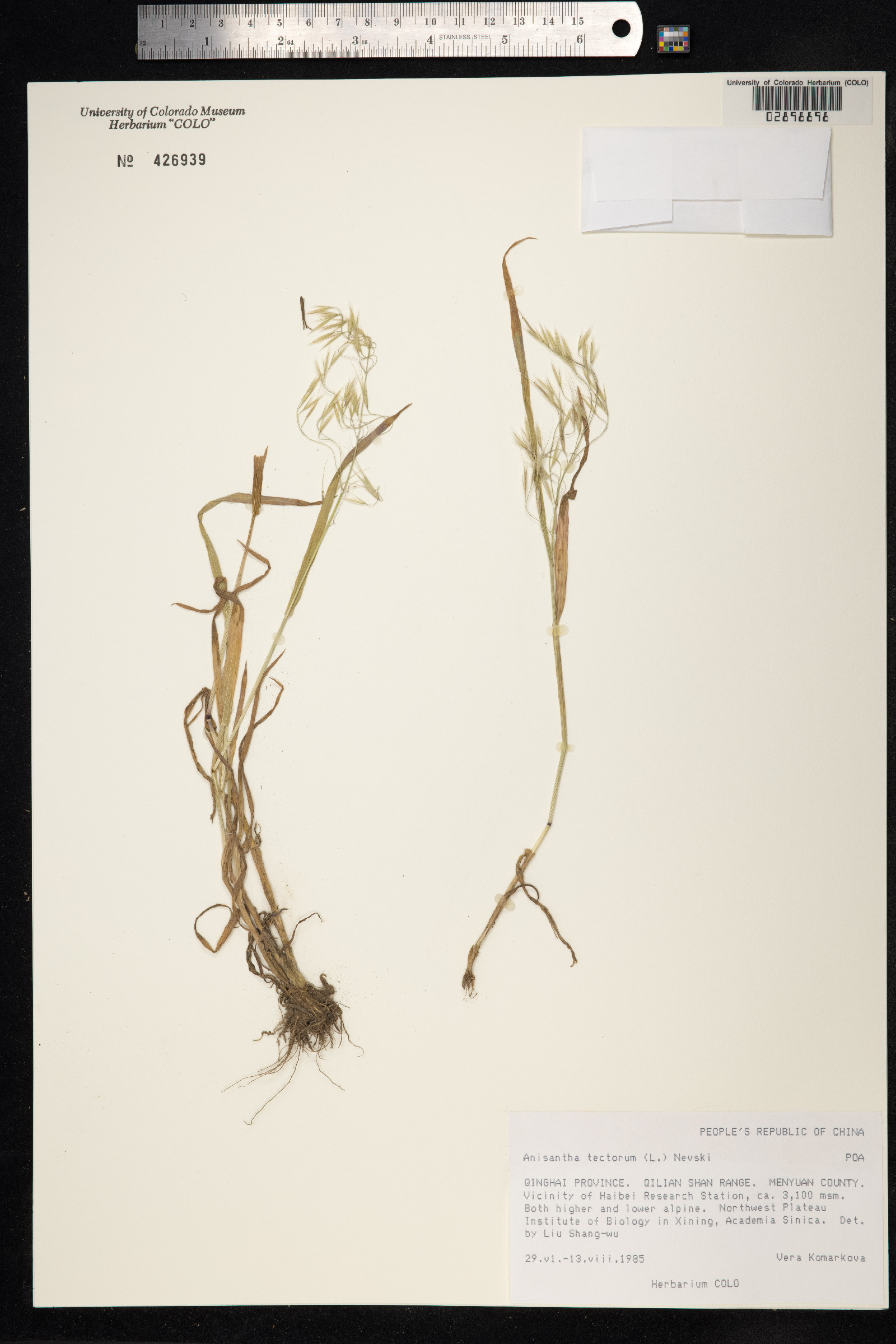 Bromus tectorum image