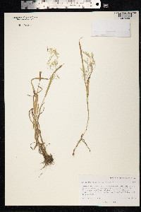 Bromus tectorum image