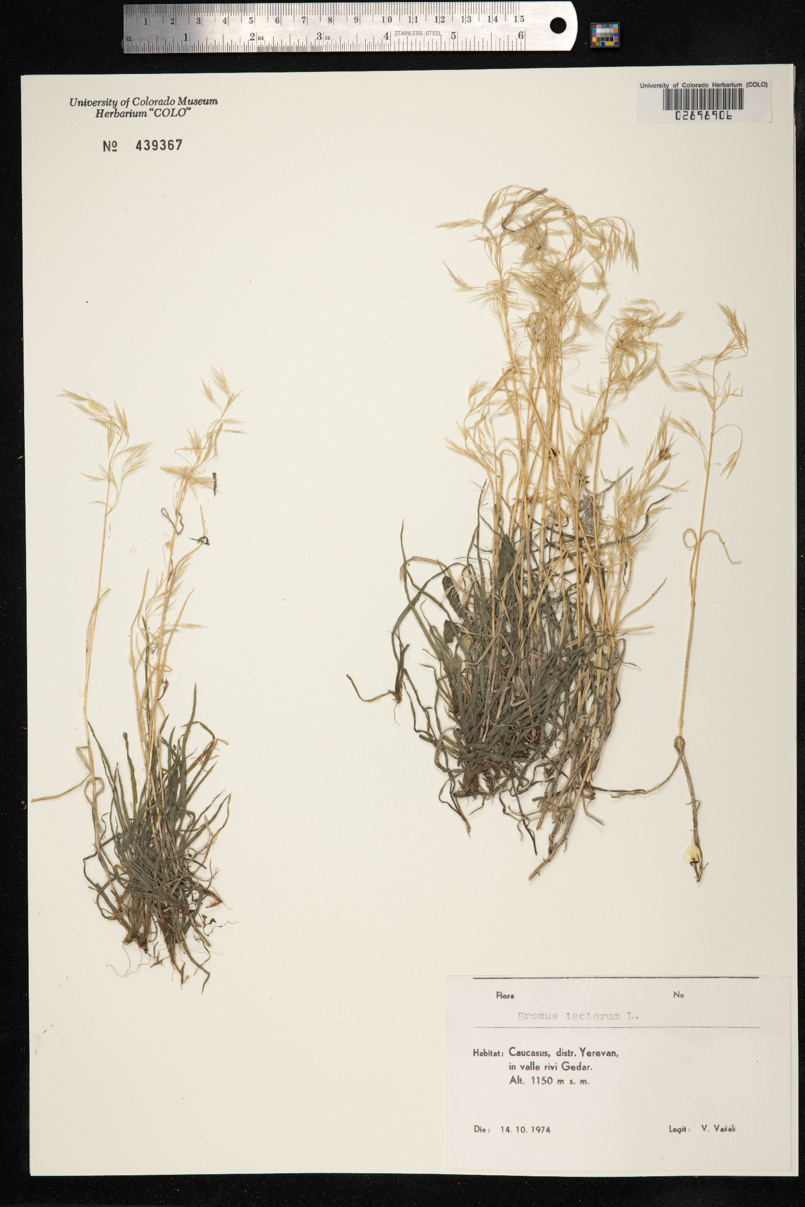 Bromus tectorum image