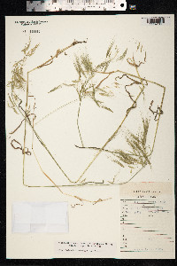 Bromus tectorum image