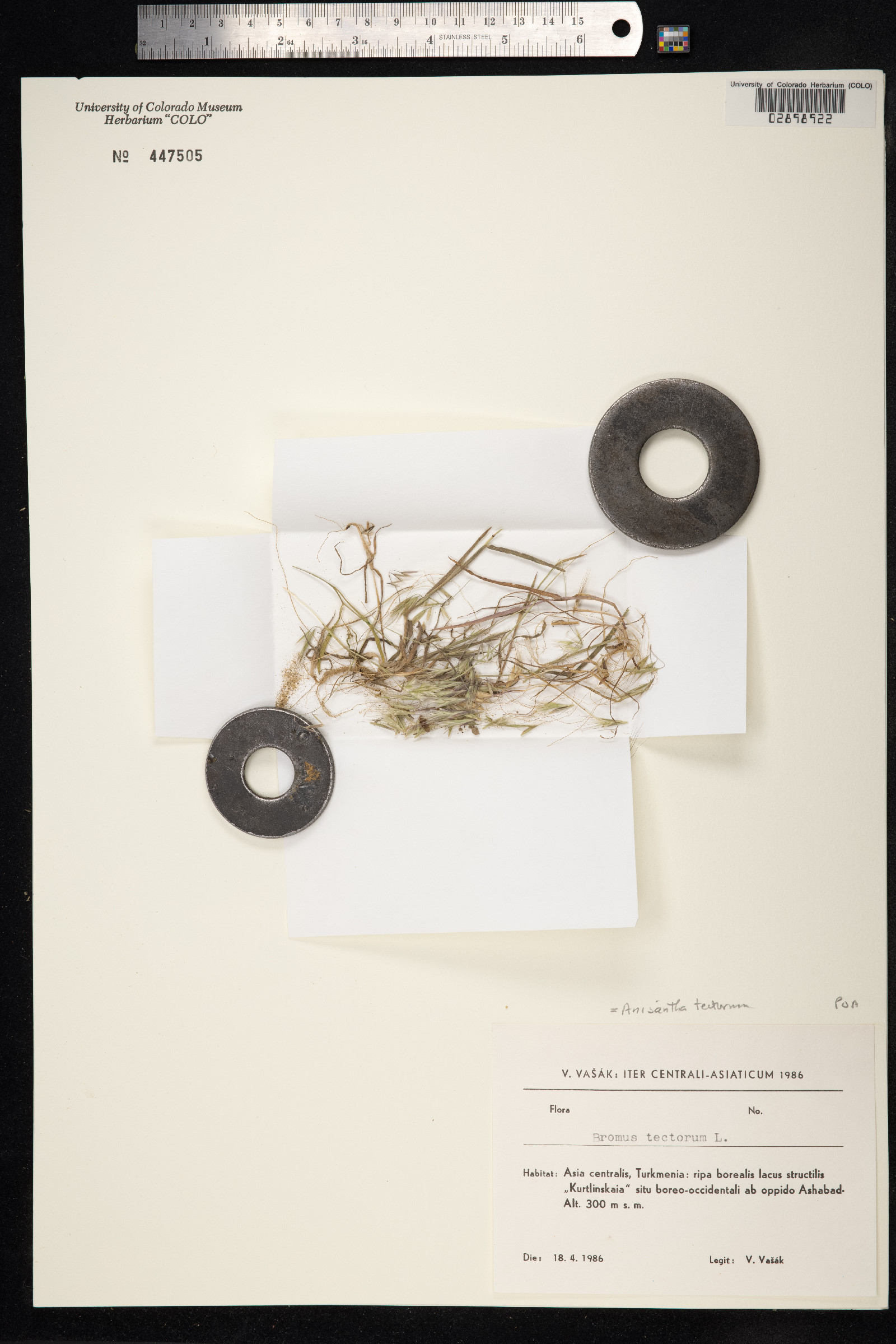 Bromus tectorum image