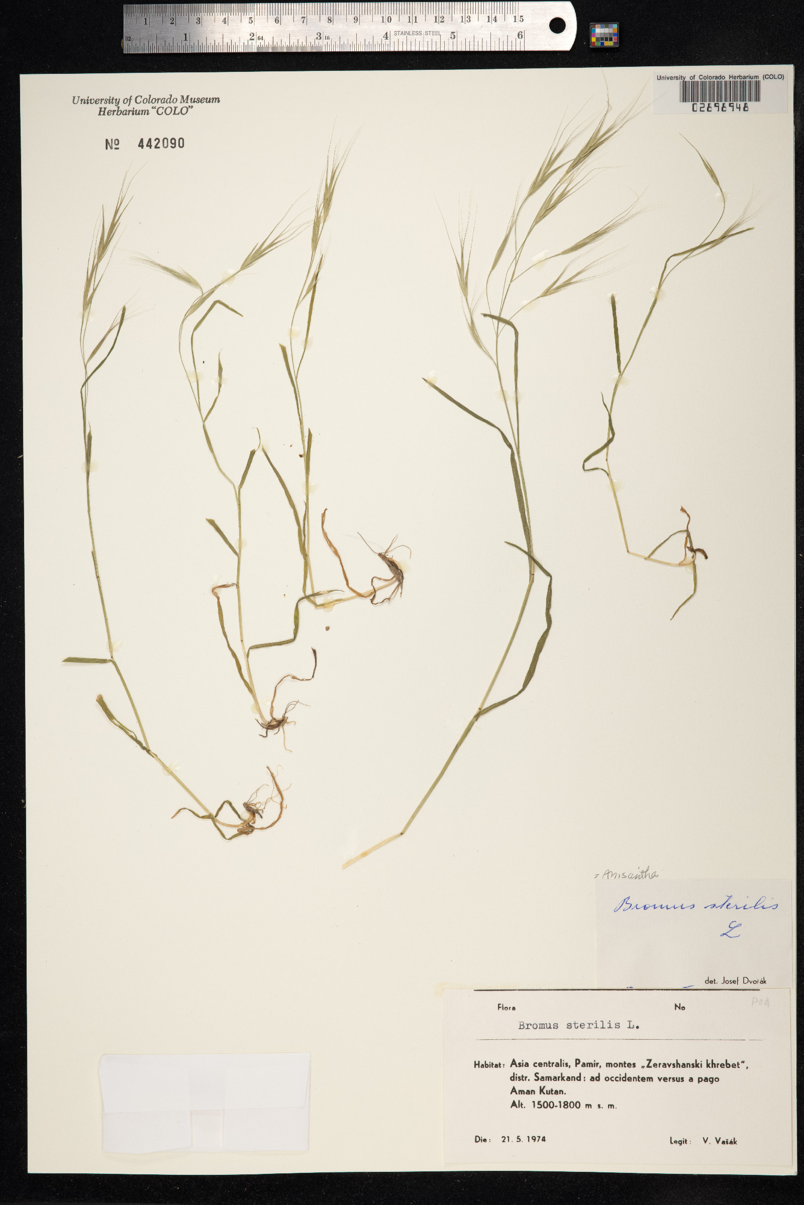 Bromus sterilis image