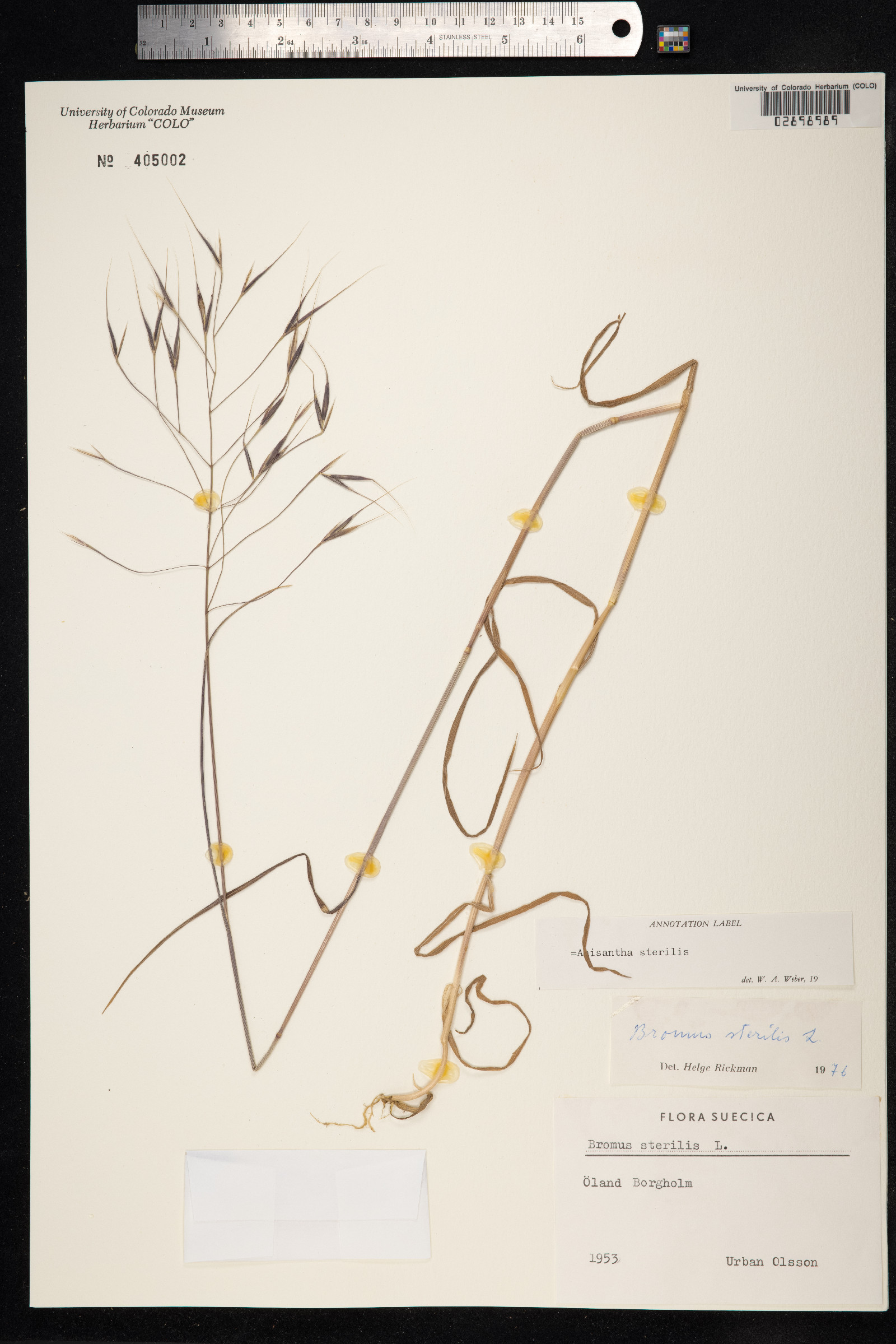 Bromus sterilis image