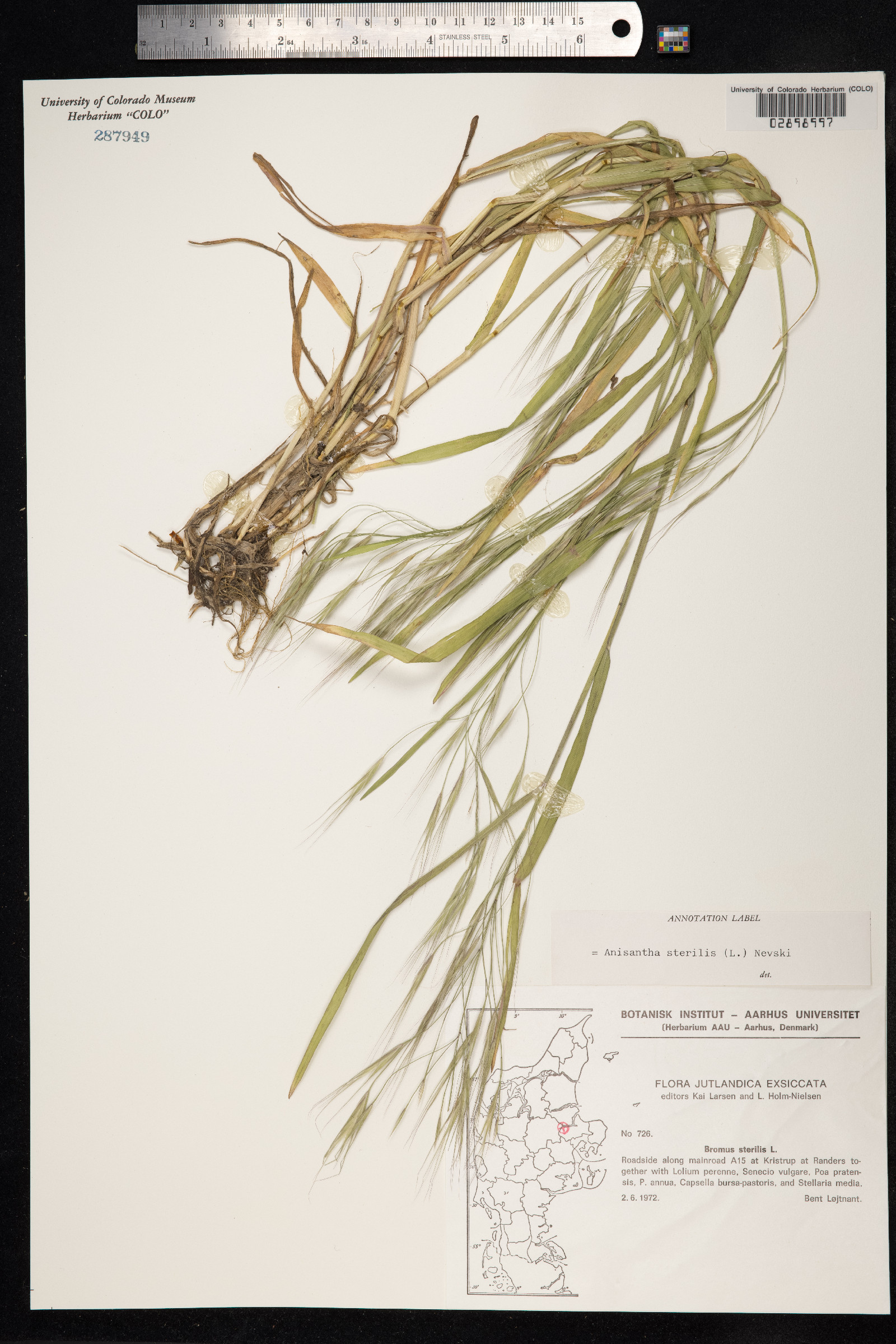 Bromus sterilis image