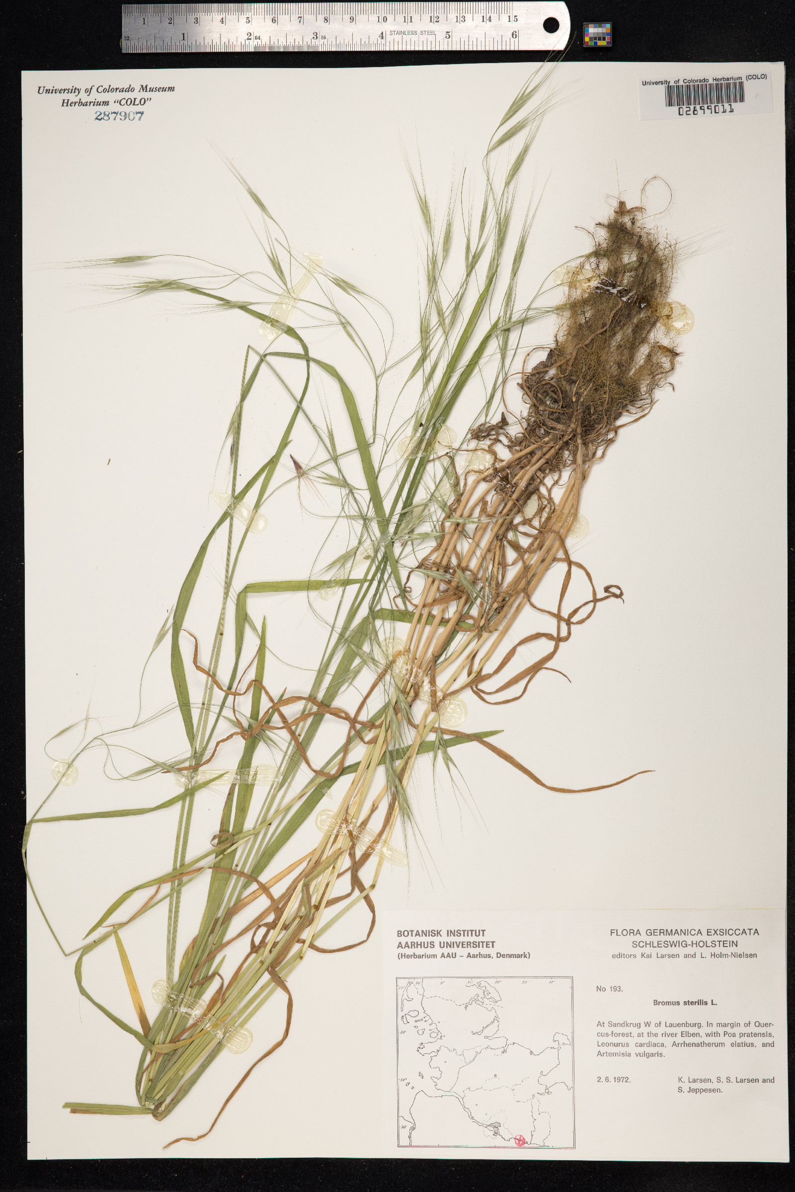 Bromus sterilis image