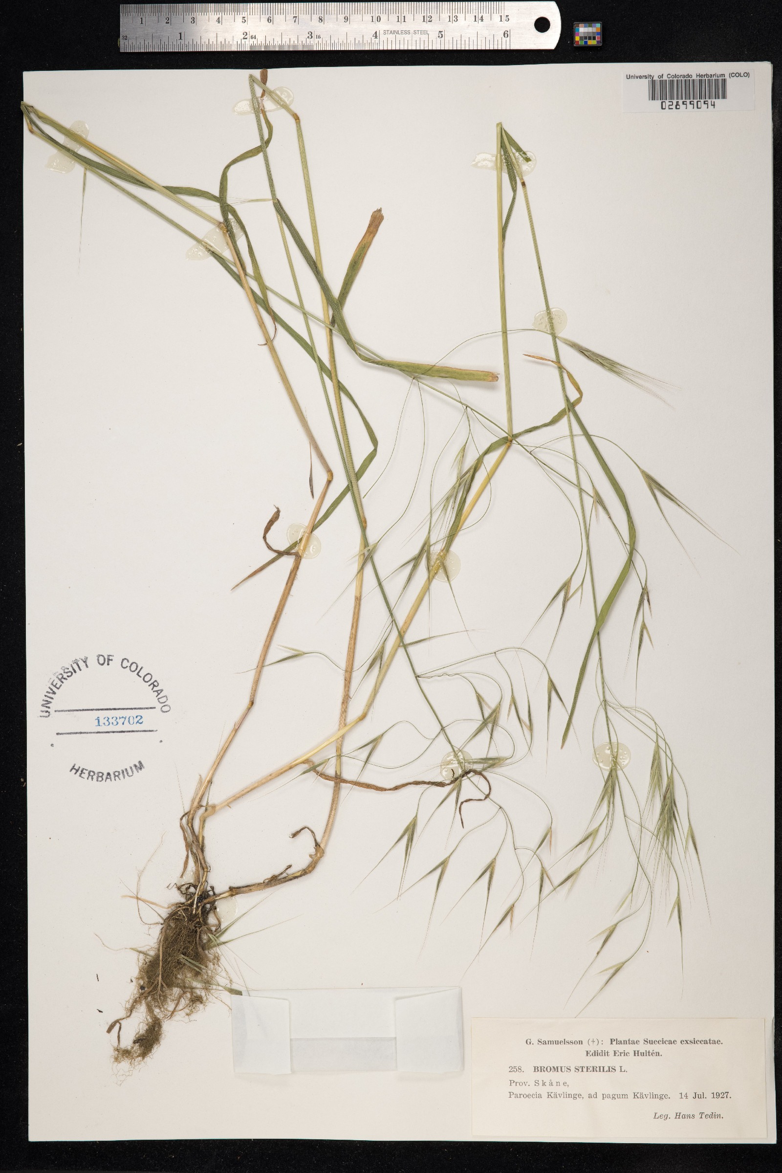 Bromus sterilis image