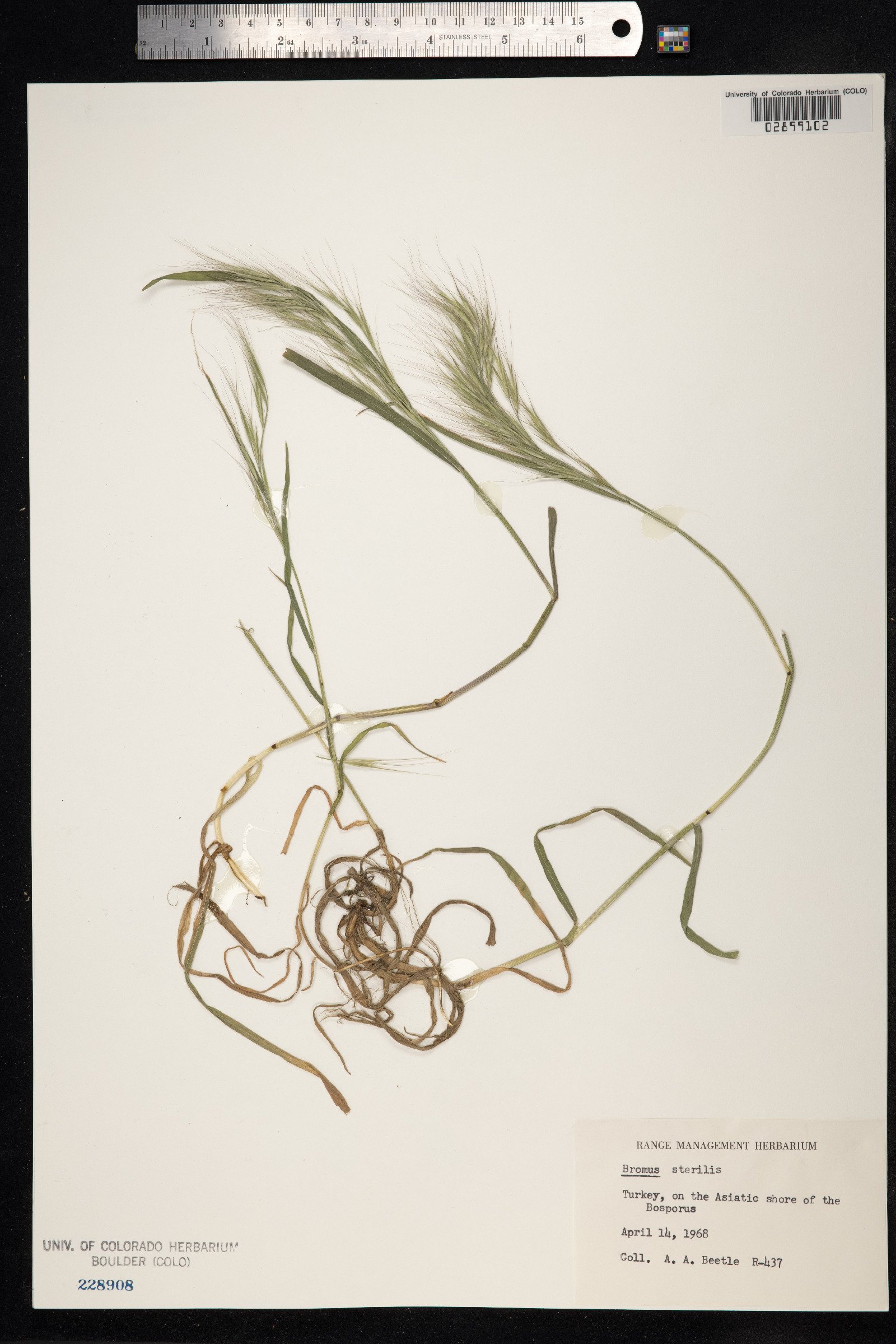 Bromus sterilis image