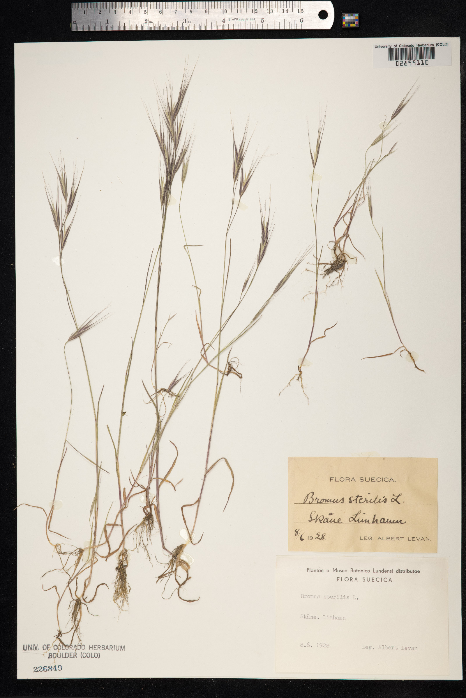 Bromus sterilis image