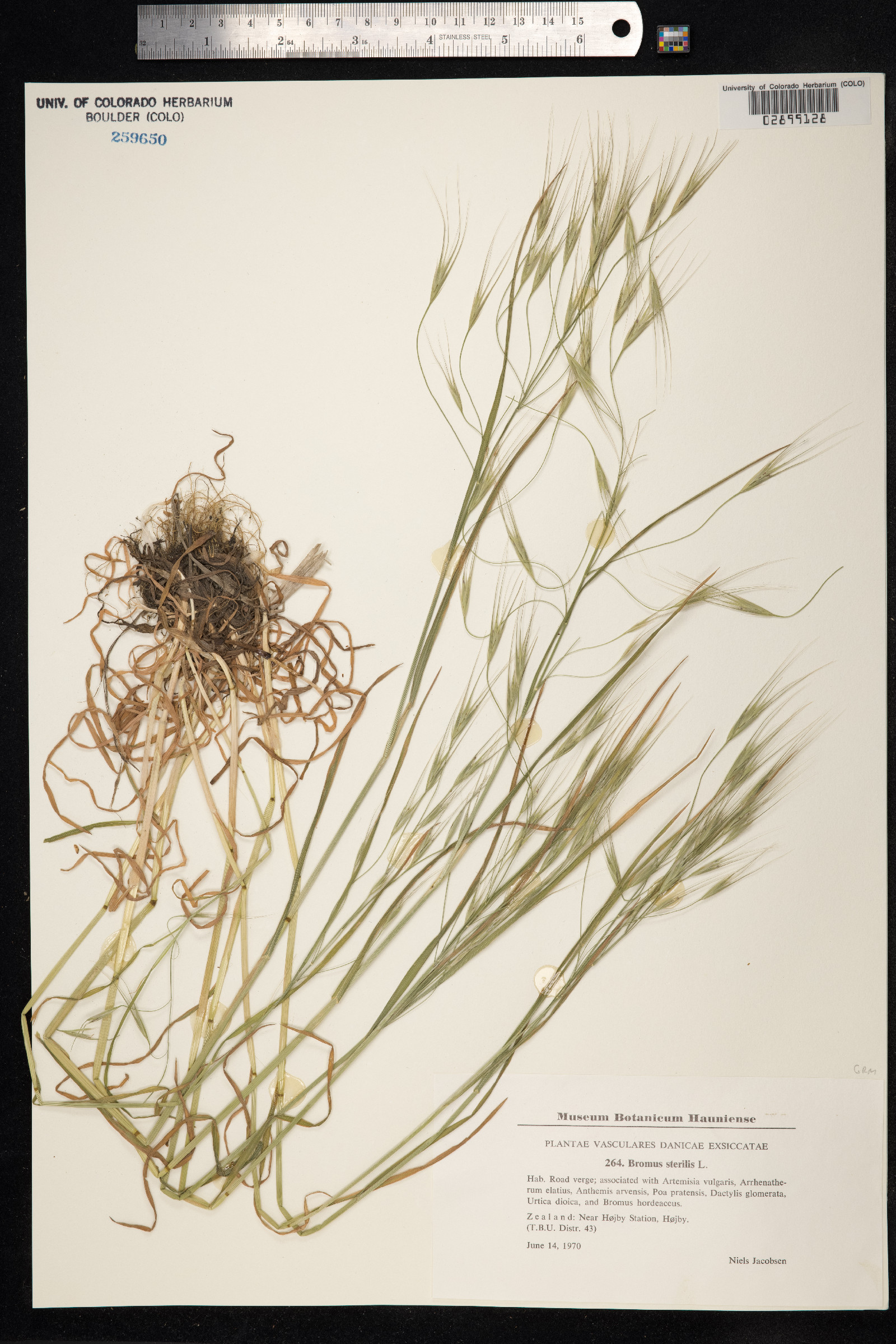 Bromus sterilis image