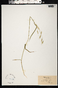 Avena fatua image