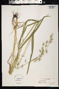 Avena fatua image