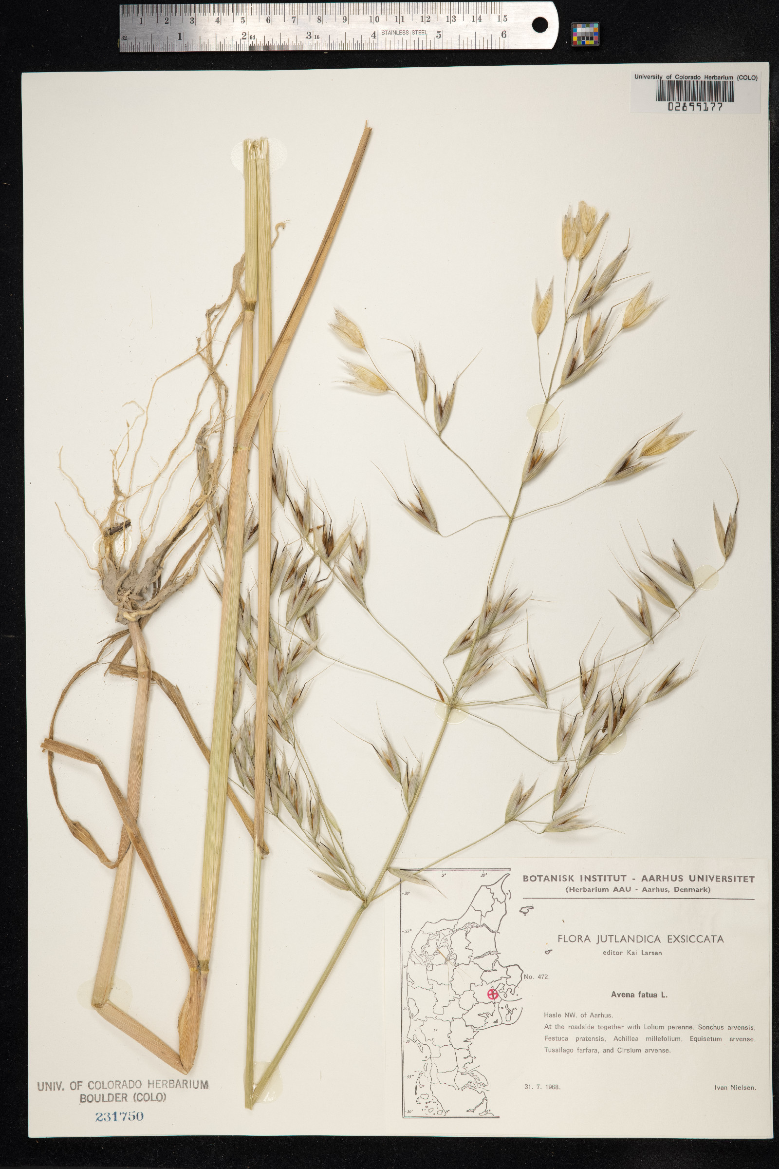 Avena fatua image