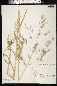 Avena fatua image