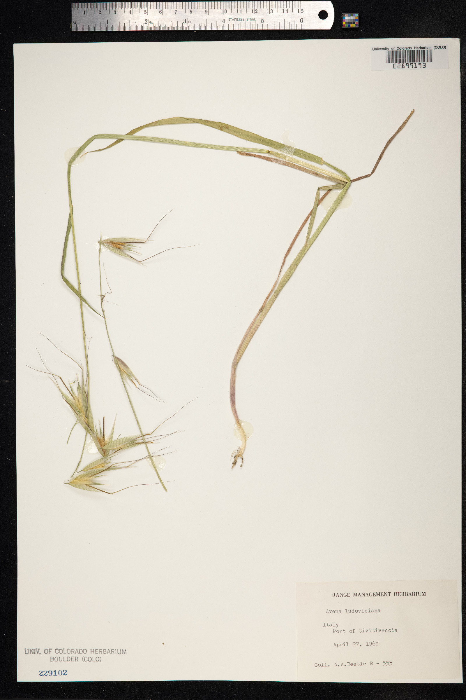 Avena sterilis image