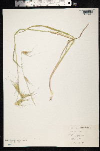 Avena sterilis image
