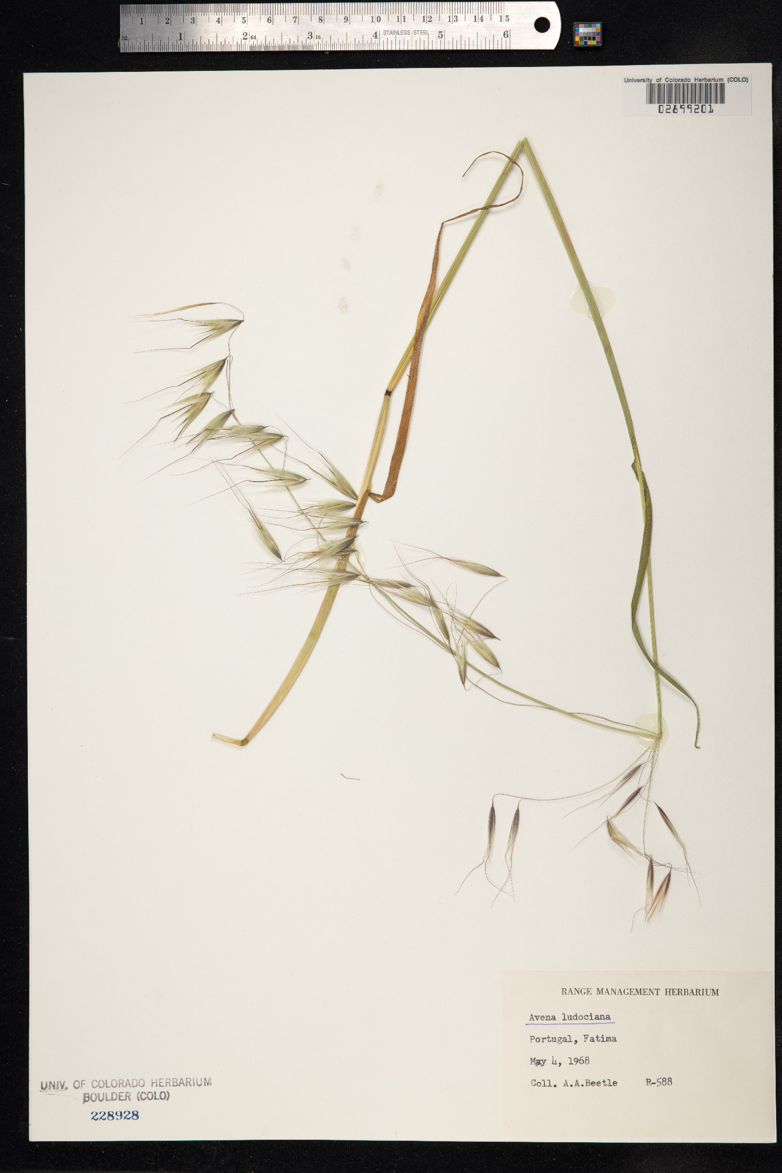 Avena sterilis image