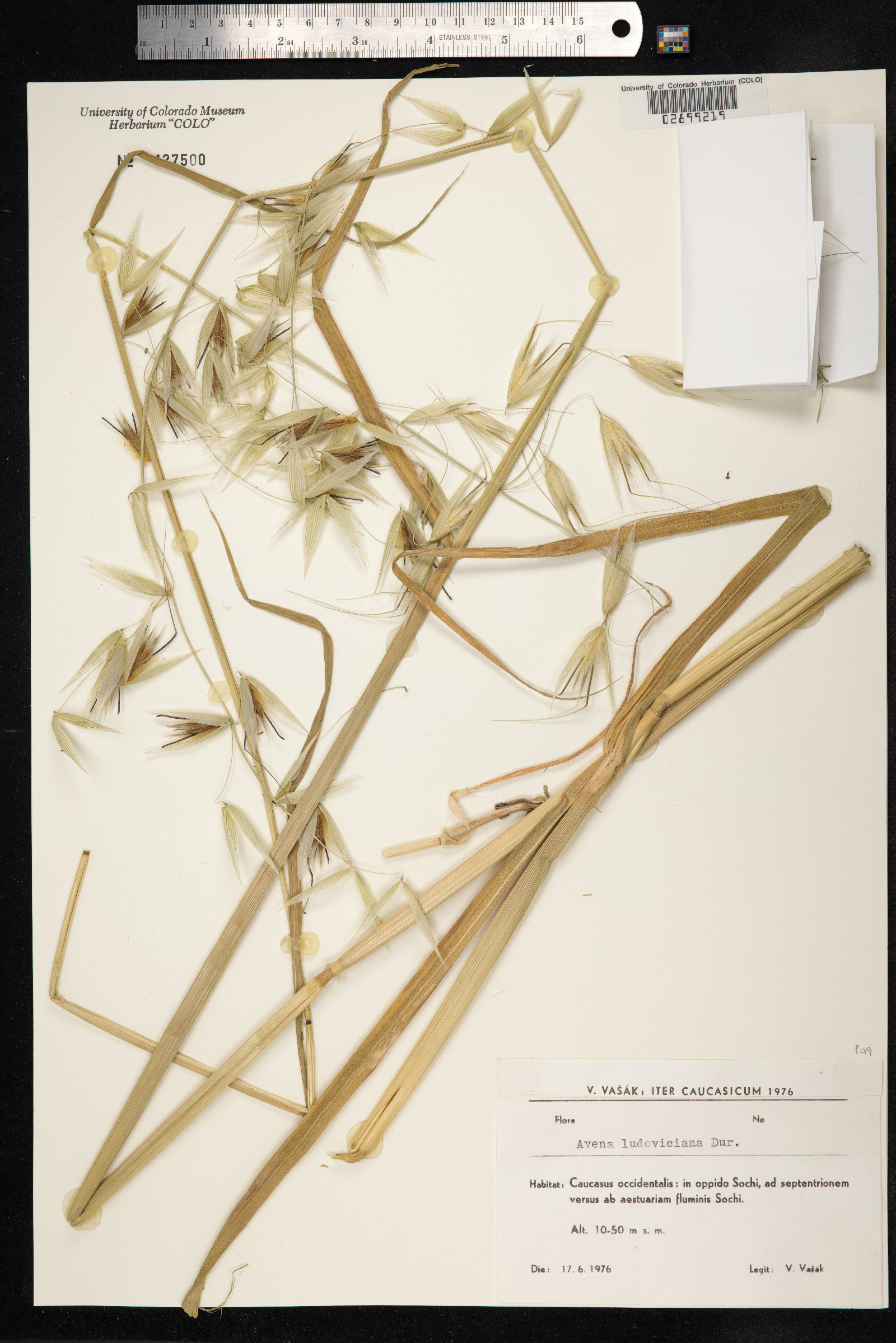 Avena sterilis image