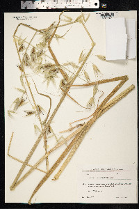 Avena sterilis image