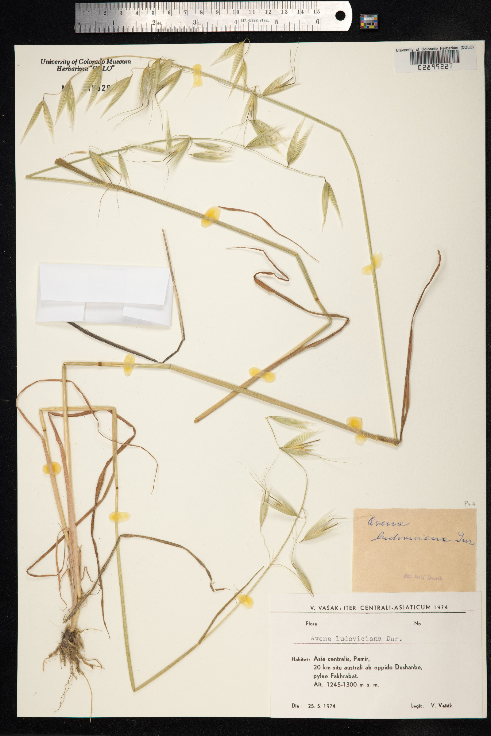 Avena sterilis image